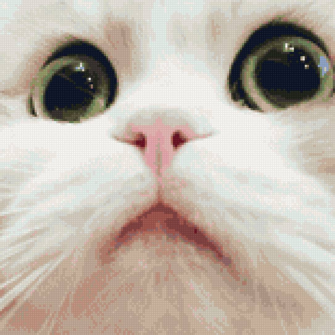 Моська - кот, глазки, милота - предпросмотр