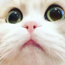 Схема вышивки «Моська»