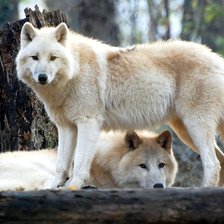 Схема вышивки «Lobos brancos.»