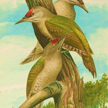 Схема вышивки «Pássaros .»