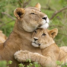 Схема вышивки «Casal de  leão»