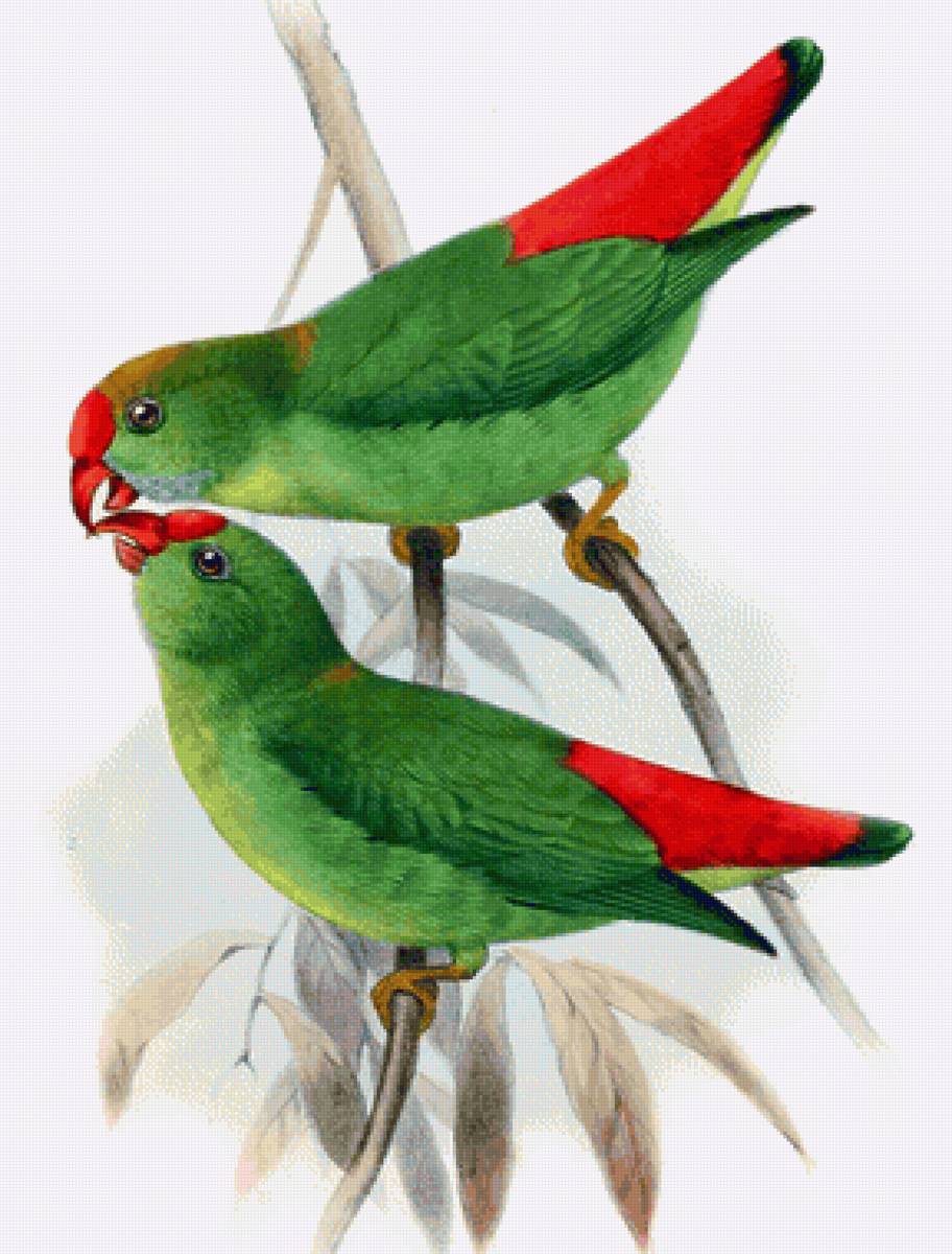 Pássaros . - pássaros. - предпросмотр