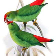 Схема вышивки «Pássaros .»