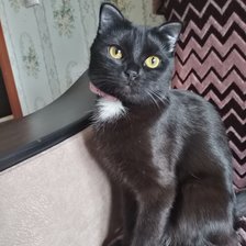 Схема вышивки «Зара»