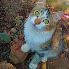 Схема вышивки «Gato»