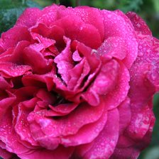 Схема вышивки «Rosa.»