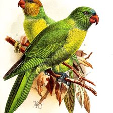 Схема вышивки «Pássaros .»