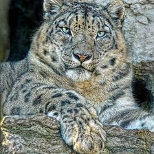 Схема вышивки «Leopardo.»