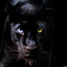 Схема вышивки «Пантера»