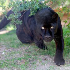 Пантера на охоте