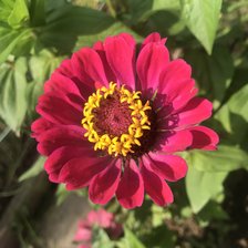 Схема вышивки «Циния»