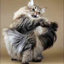 Схема вышивки «Кот,, пушок,,»