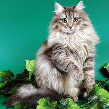 Схема вышивки «Мой 🙀 , пушок,,»