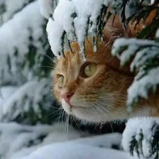 Схема вышивки «№2366038»