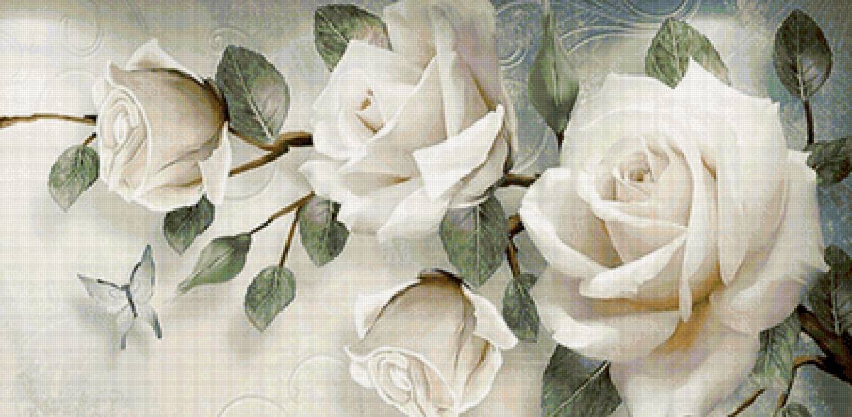 Белые розы - предпросмотр