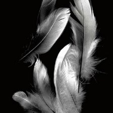 Схема вышивки «Перья»