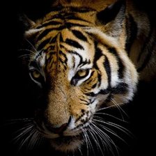 Схема вышивки «Тигр»