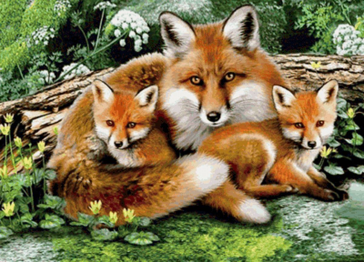 Семья лис - предпросмотр