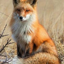 Схема вышивки «Лисица»