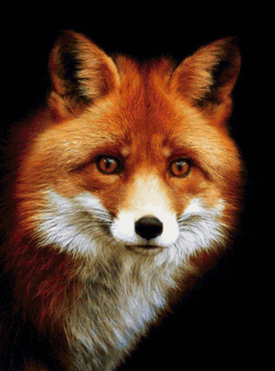 Рыжая плутовка - предпросмотр