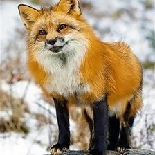 Схема вышивки «Лиса»