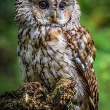 Схема вышивки «№2367097»