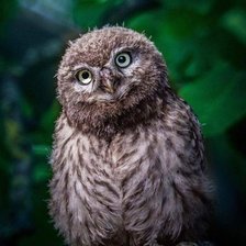 Схема вышивки «№2367098»