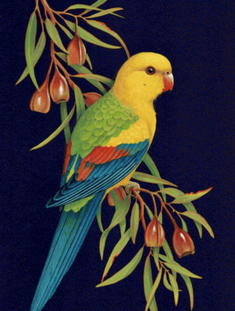 Pássaro. - pássaros. - предпросмотр