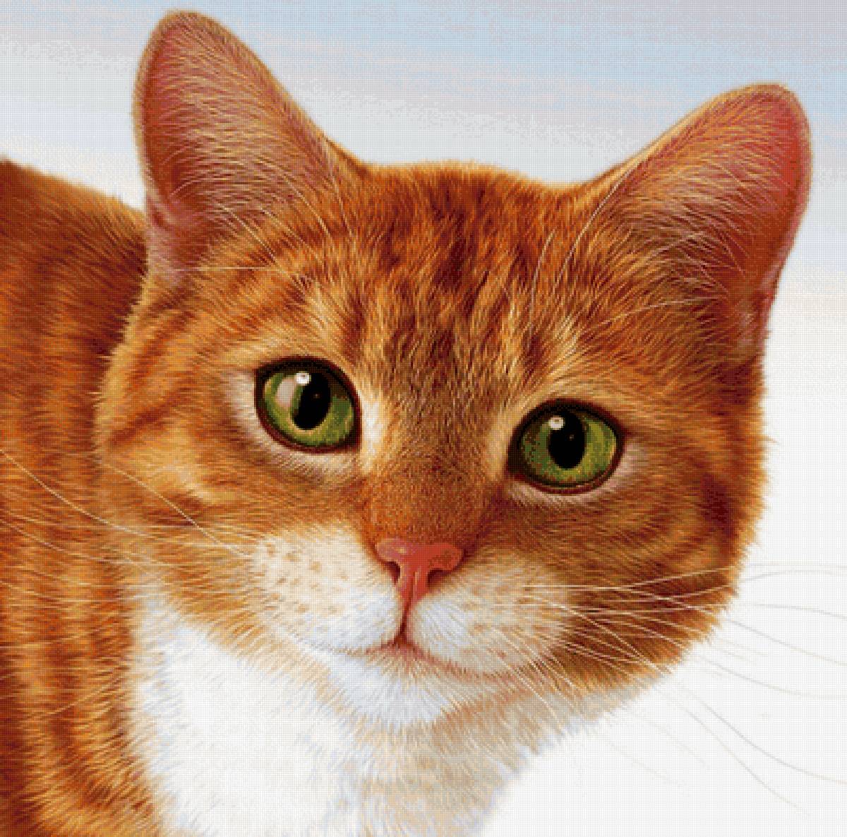 Рыжик - предпросмотр