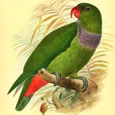 Схема вышивки «Pássaro.»