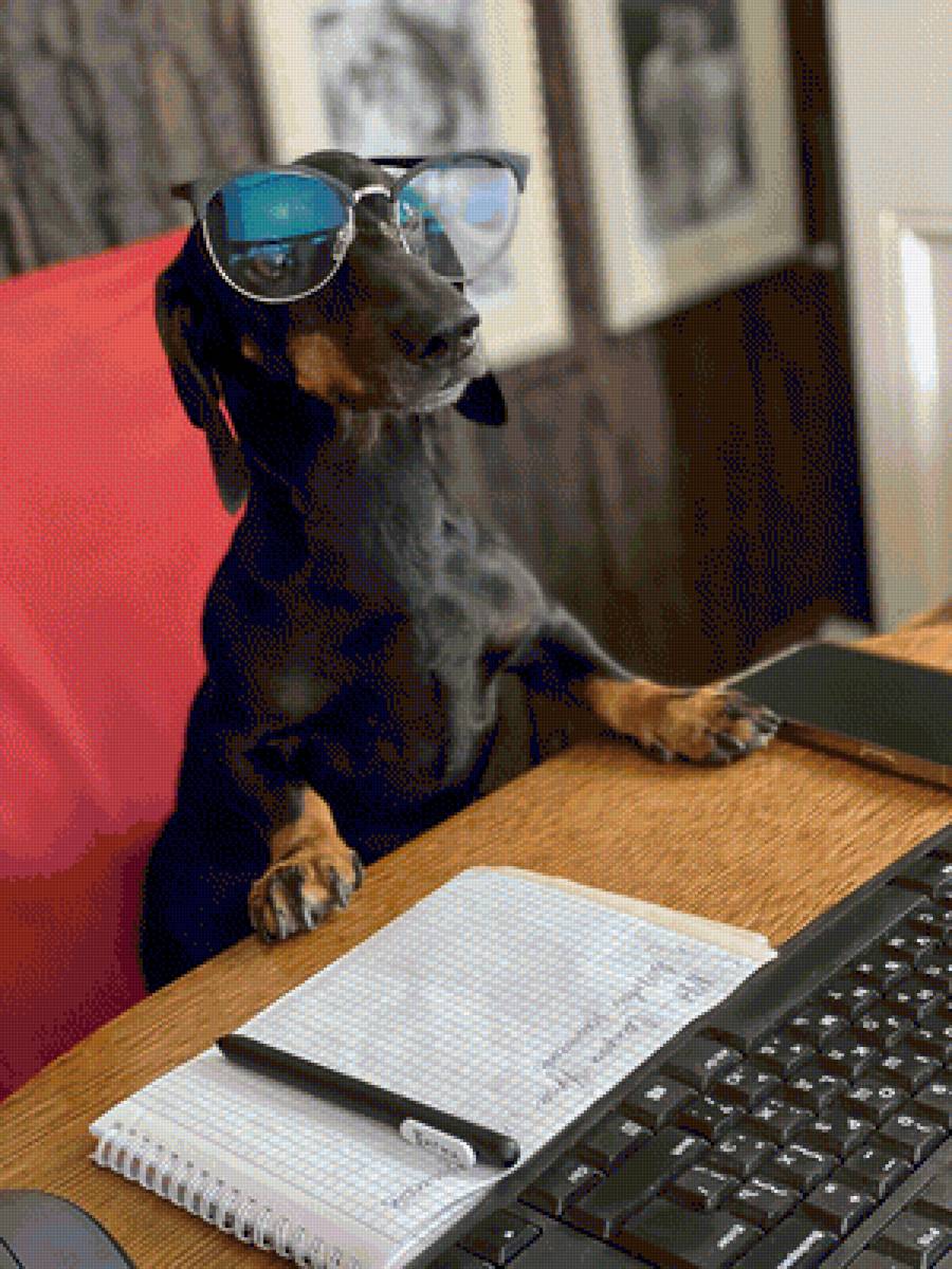 Гоша - предпросмотр