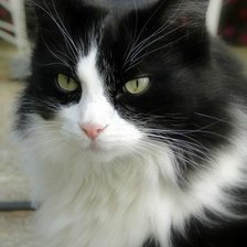 Схема вышивки «Мой,, Персик,, 🙀»