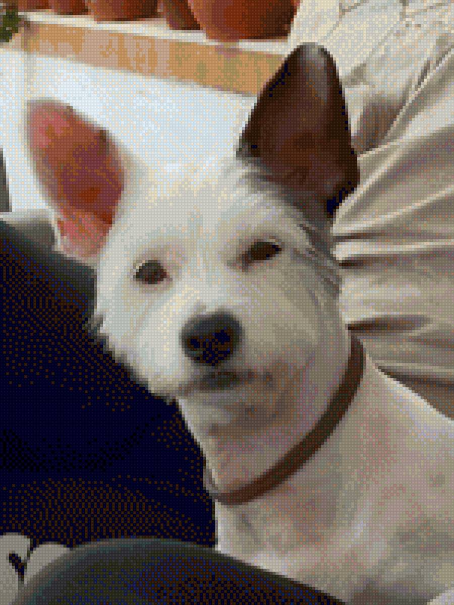 Rufo - perro - предпросмотр