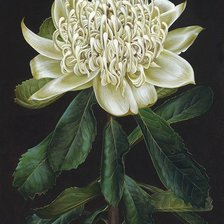 Схема вышивки «Hrizantema»