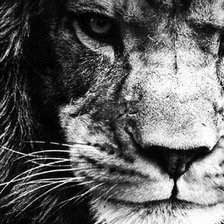 Схема вышивки «Лев (монохром)»