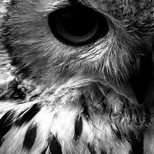 Схема вышивки «Сова (монохром)»