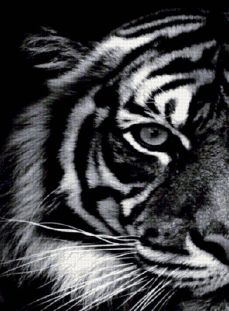 Тигр (монохром) - черно-белый, монохром, взгляд, хищник, тигр - предпросмотр