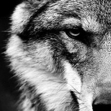 Схема вышивки «Волк (монохром)»