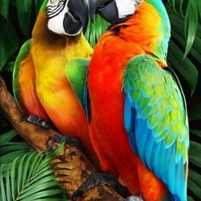 Схема вышивки «Попугаи Ара»