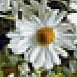 Предпросмотр схемы вышивки «Boque de camomila.» (№2369194)