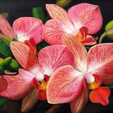 Схема вышивки «Orquídea.»