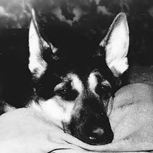 Схема вышивки «Мой друг Мухтарушка»