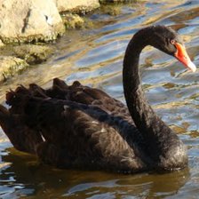 Cigne negre