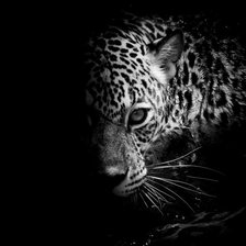 Схема вышивки «Леопард (монохром)»