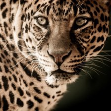 Схема вышивки «Леопард»