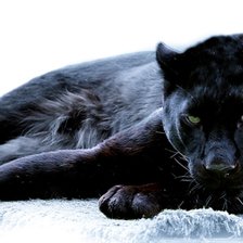 Схема вышивки «Пантера»