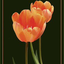 Схема вышивки «Тюльпаны»