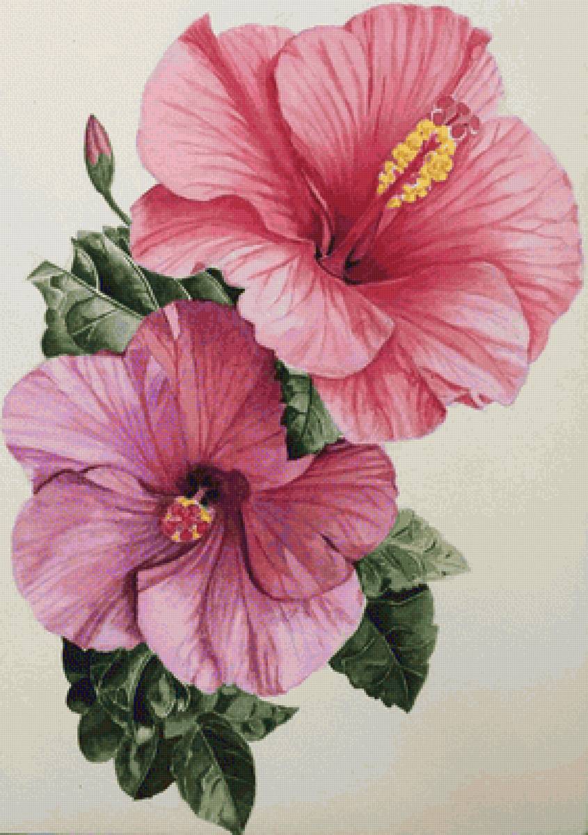 Гибискус - гибискус - предпросмотр