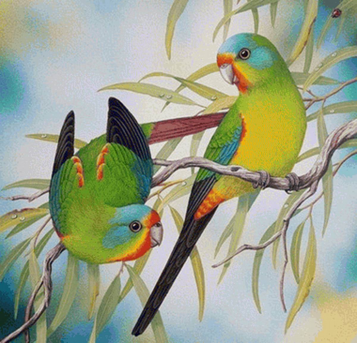 Pássaros . - pássaros. - предпросмотр