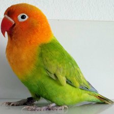 Схема вышивки «Kiwi»